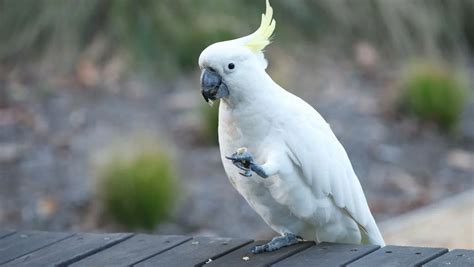 好養的鳥|12 種最友善的寵物鳥類：初學者的最佳夥伴！